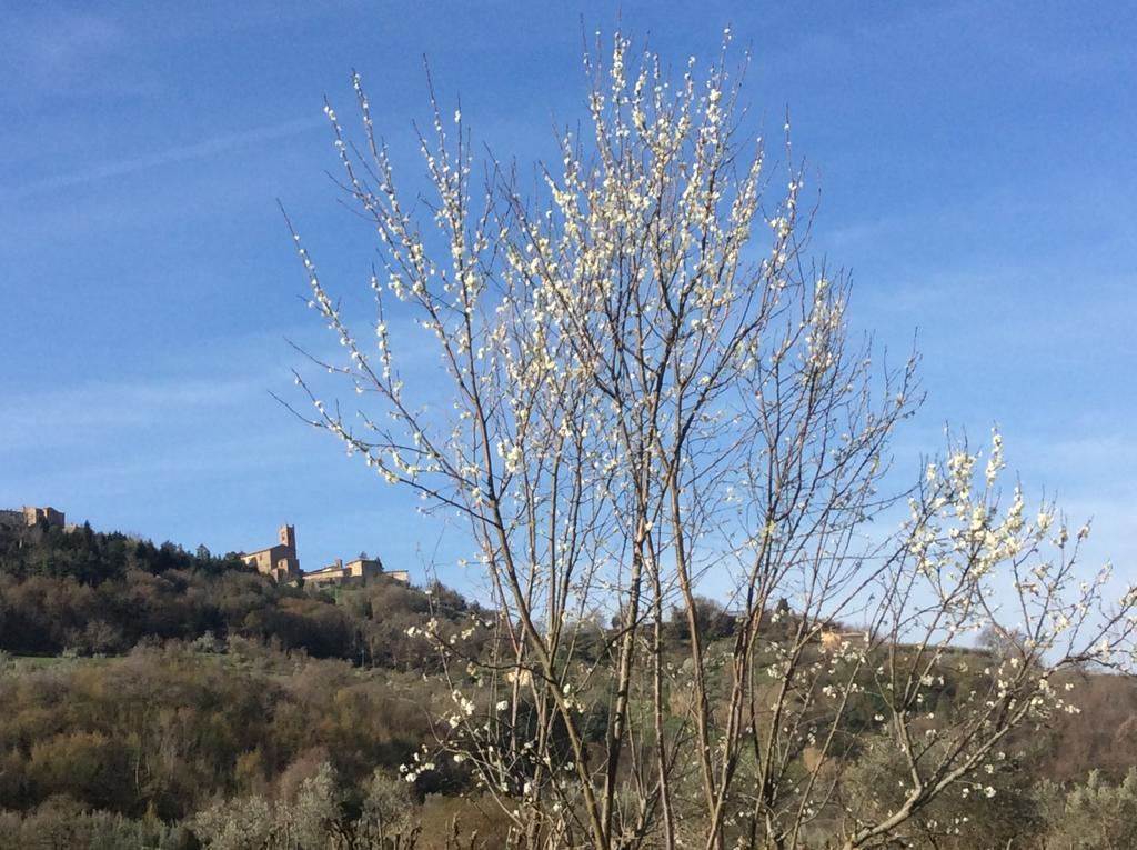 Agriturismo Le Canterie Radicondoli ภายนอก รูปภาพ